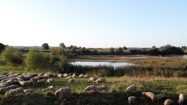 Schafe im Donaumoos